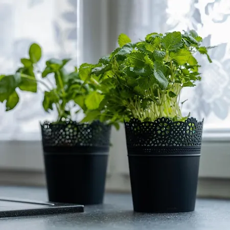 Daire Vip Dominikanska *