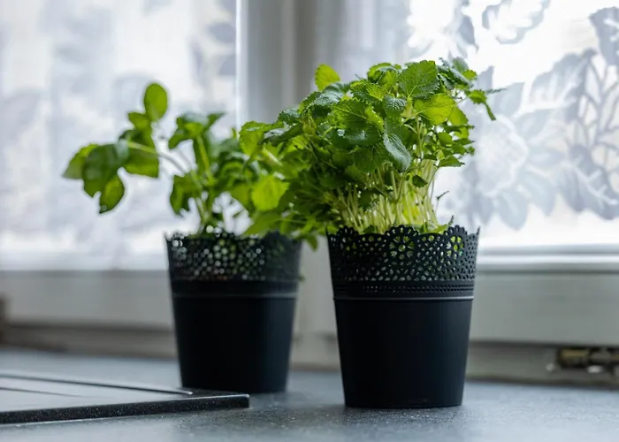 Lägenhet Vip Dominikanska *